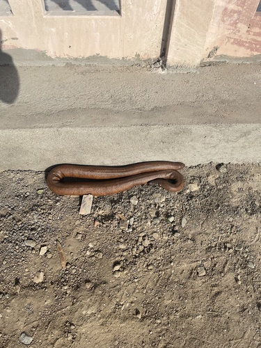 Red Sand Boa