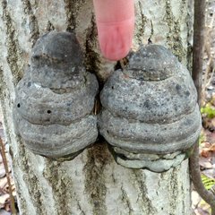 Fomes fomentarius image