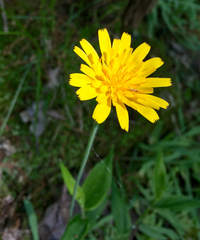 Krigia dandelion