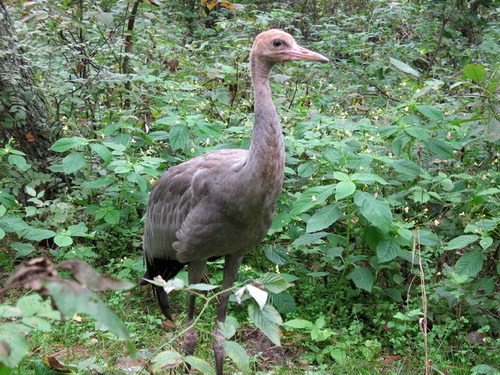 Foto de Common Crane