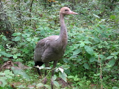 Common Crane photo 6