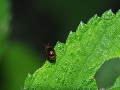 Spaniocelyphus palmi