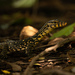 Common Water Monitor - Photo (c) Tobin Sparling (he/him), some rights reserved (CC BY-NC), uploaded by Tobin Sparling (he/him)
