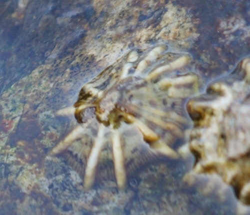 Siphonaria maura