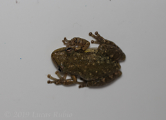 Scinax nasicus