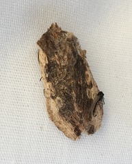 Lithophane hemina