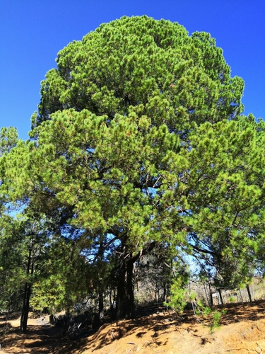 Image of Pinus herrerae by (c) Norma Piedra, some rights reserved (CC BY)