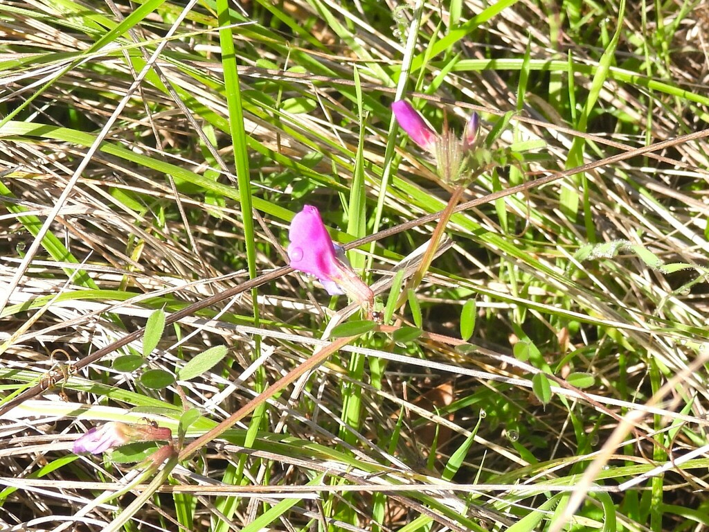 Common Vetch from Lake Lagunitas, California 94904, USA on March 11 ...