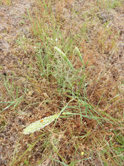 Phalaris paradoxa