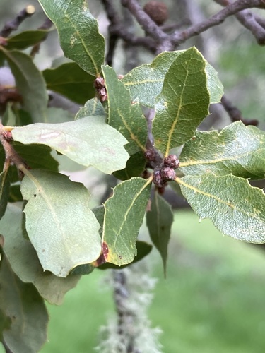 Quercus berberidifolia × douglasii