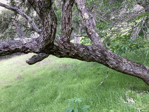 Quercus berberidifolia × douglasii