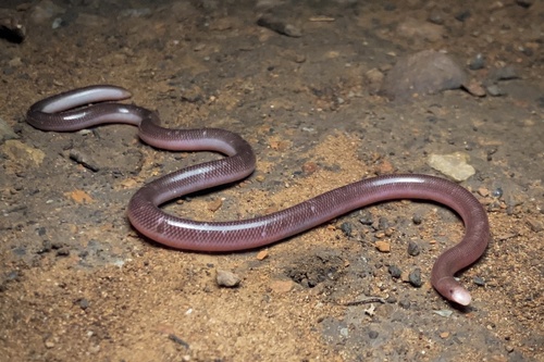 Claw-snouted Blind Snake