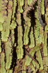 Alansmia spathulata