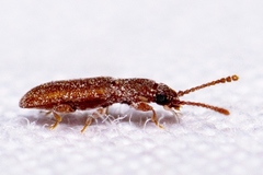 Silvanoprus scuticollis