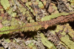 Alansmia spathulata