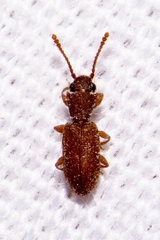 Silvanoprus scuticollis