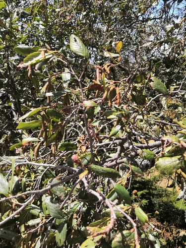 Mexican alder (Alnus jorullensis)