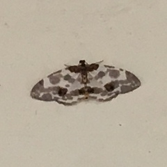 Abraxas amicula-illuminata