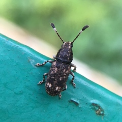Eucorynus crassicornis