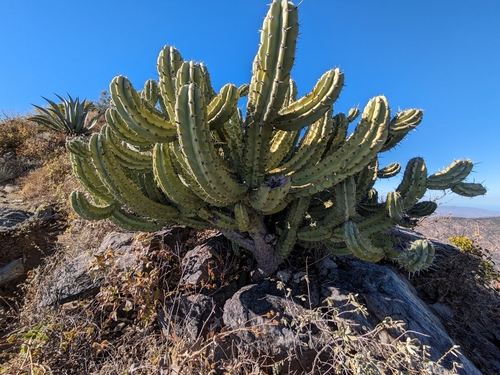 Image of Myrtillocactus cochal by (c) James C. Davis, some rights reserved (CC BY-SA)