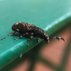 Eucorynus crassicornis