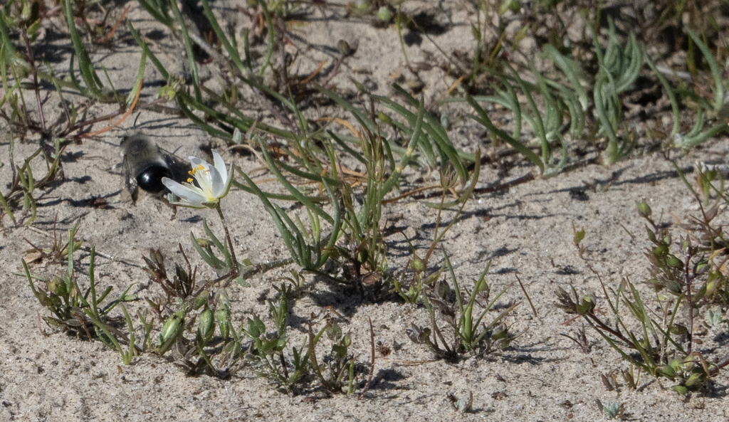 long styled sand spurrey in March 2024 by Cat Chang · iNaturalist