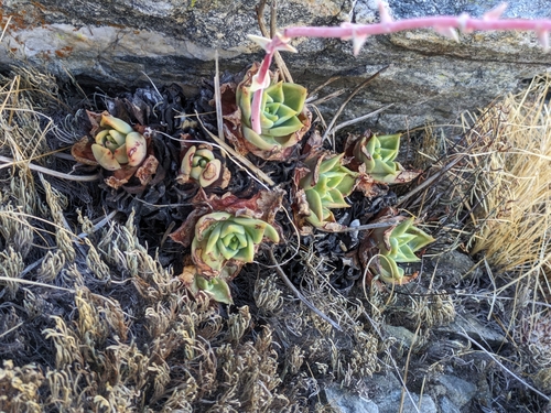 Image of Dudleya rigida by (c) James C. Davis, some rights reserved (CC BY-SA)