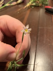 Sisyrinchium albidum