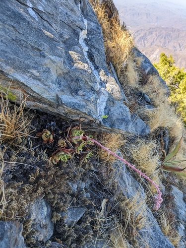 Image of Dudleya rigida by (c) James C. Davis, some rights reserved (CC BY-SA)