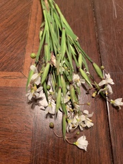 Sisyrinchium albidum