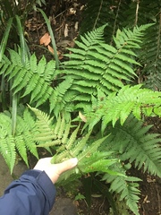 Dryopteris lacera
