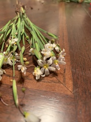 Sisyrinchium albidum