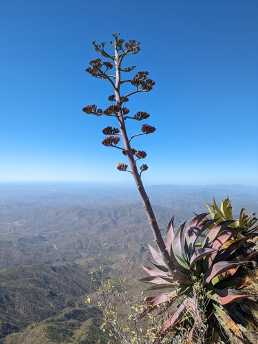 Agave aurea