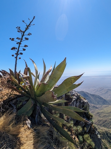Agave aurea