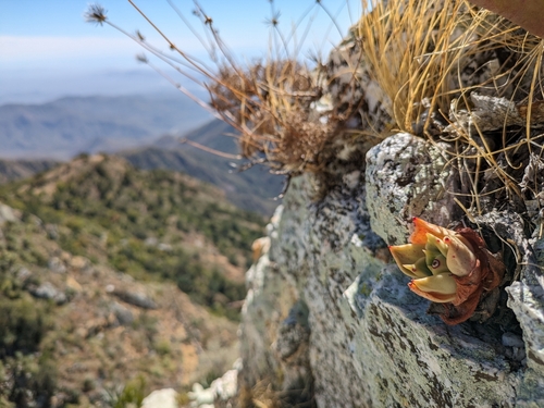 Image of Dudleya rigida by (c) James C. Davis, some rights reserved (CC BY-SA)