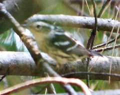 Mniotilta varia