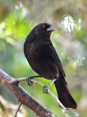 Molothrus aeneus