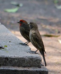 Haemorhous mexicanus