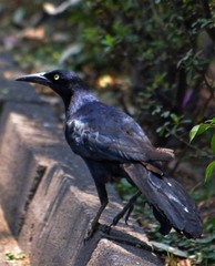 Quiscalus mexicanus