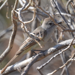 Myiarchus cinerascens