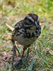 Melospiza melodia