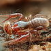 Pseudoscorpions - Photo (c) Gilles San Martin, some rights reserved (CC BY-SA), uploaded by Gilles San Martin