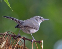 Thryomanes bewickii