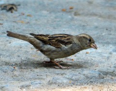 Passer domesticus