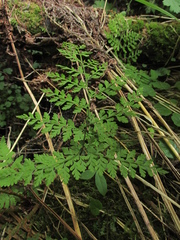 Cystopteris sudetica image