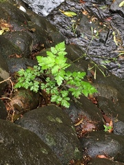 Osmorhiza aristata