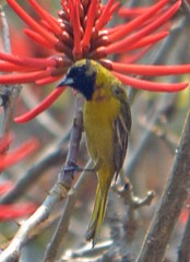 Icterus spurius