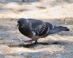 Columba livia