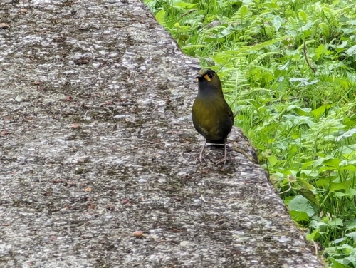 Taiwan Liocichla (Liocichla steerii), photo 10