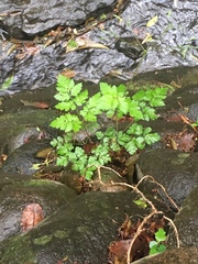 Osmorhiza aristata